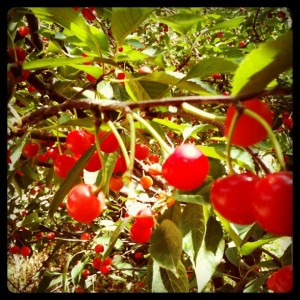 Sour cherries at Highland Orchards, Thorndale, PA